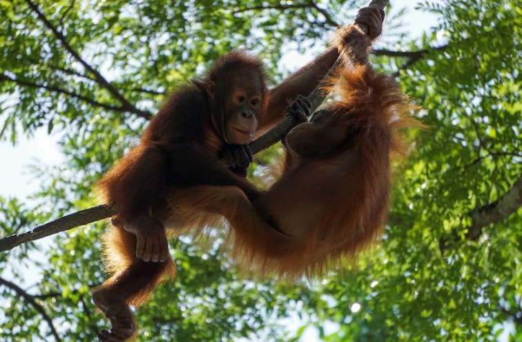 Memelajari tingkah laku hewan di Singapore Zoo