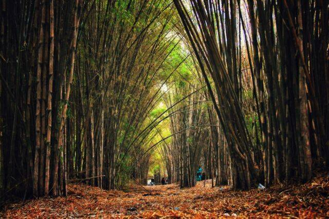 tiket masuk hutan bambu keputih surabaya