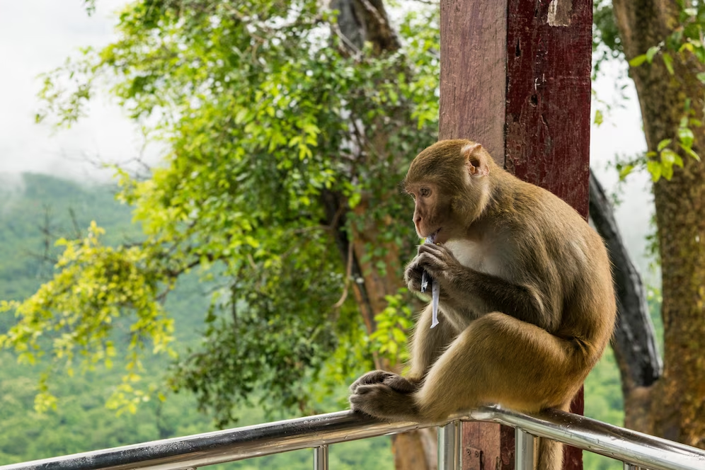 Tempat wisata di Bali yang banyak Monyet