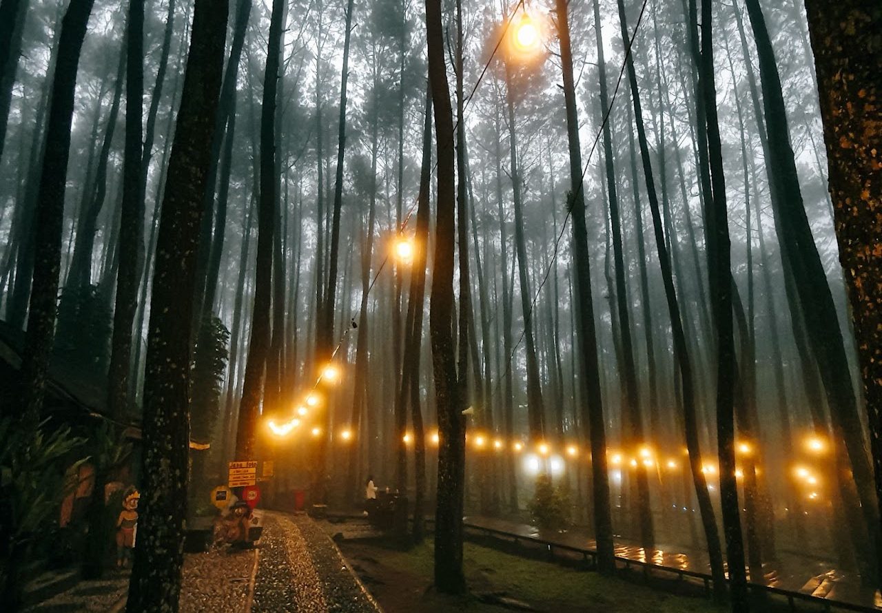wisata alam Jogja Hutan Pinus Mangunan yang Instagramable